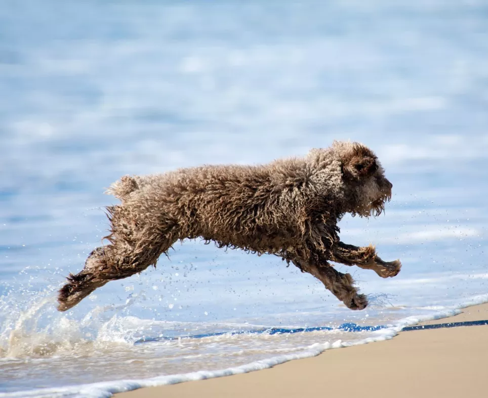 Spansk vandhund nyder at lege i vandet