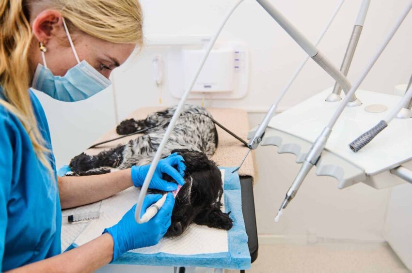 Akut dyrlæge på Frederiksberg i København